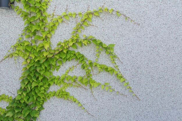 Foglie di edera verde su un muro intonacato con piccole pietre