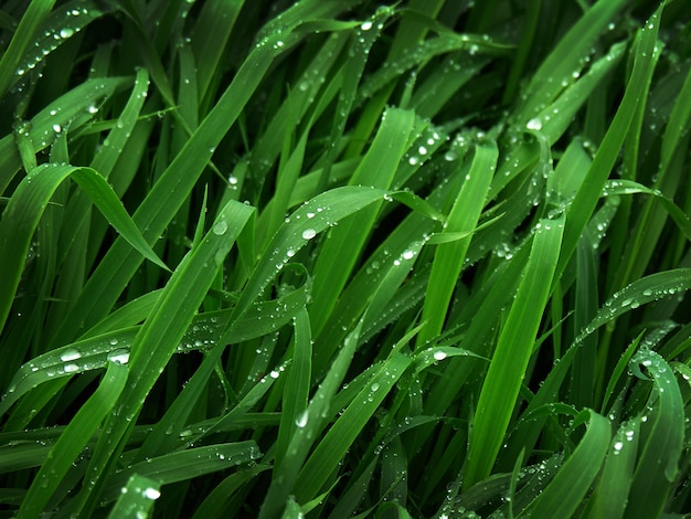 Foglie di erba di grano verde fresco con gocce di rugiada sulle foglie