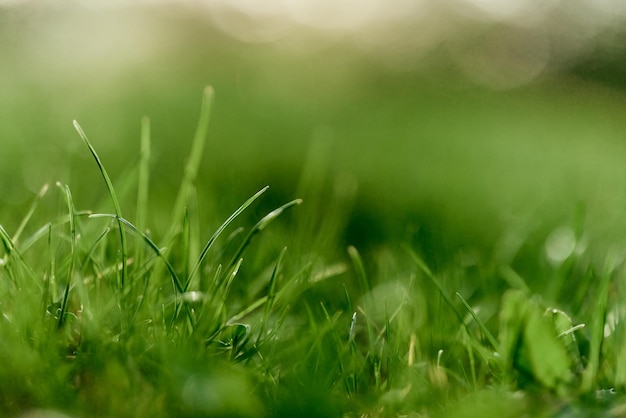 Foglie di erba verde in primo piano simulano e copiano lo spazio Foto di alta qualità