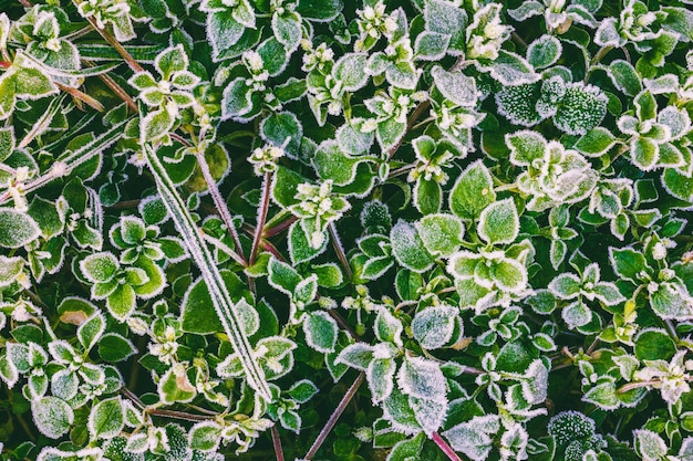 Foglie di erba verde ricoperte di brina in una fredda mattina d'autunno, vista ravvicinata dall'alto