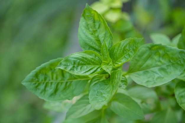 Foglie di erbe di basilico verde fresco Basilico dolce sullo sfondo della natura