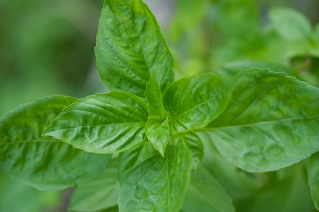 Foglie di erbe di basilico verde fresco Basilico dolce sullo sfondo della natura