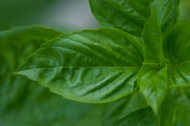 Foglie di erbe di basilico verde fresco Basilico dolce sullo sfondo della natura