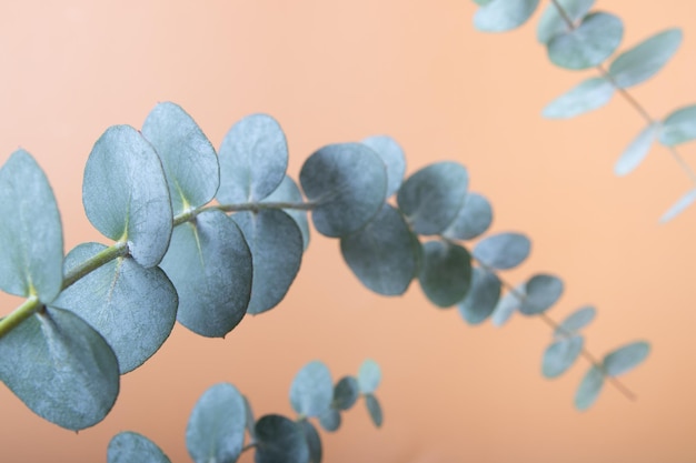 Foglie di eucalipto su sfondo colorato. Foglie verdi blu sui rami per sfondo naturale astratto o poster