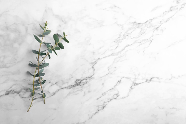Foglie di eucalipto su sfondo di marmo grigio Cornice fatta di rami di eucalipto Spazio per la copia vista dall'alto piatto