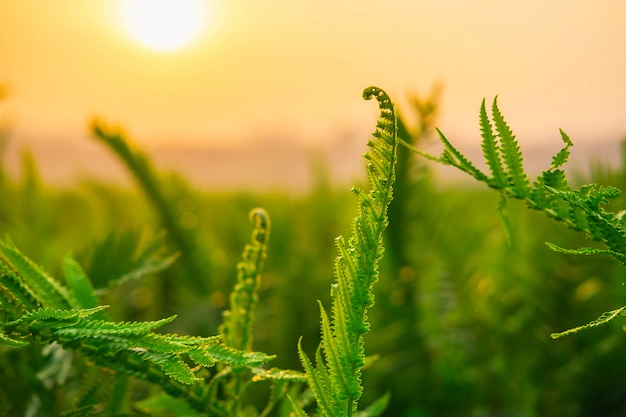 Foglie di felce e sole del mattino