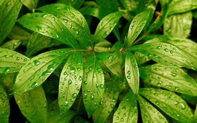 Foglie di felce gocce di pioggia tropicali