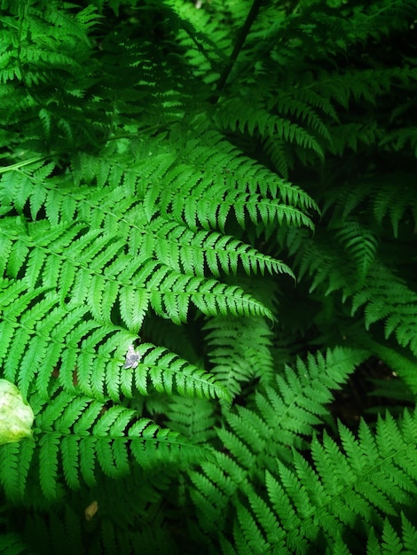 Foglie di felce nella foresta