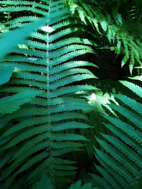 Foglie di felce nella foresta