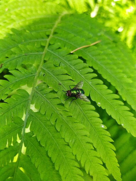 Foglie di felce nella foresta