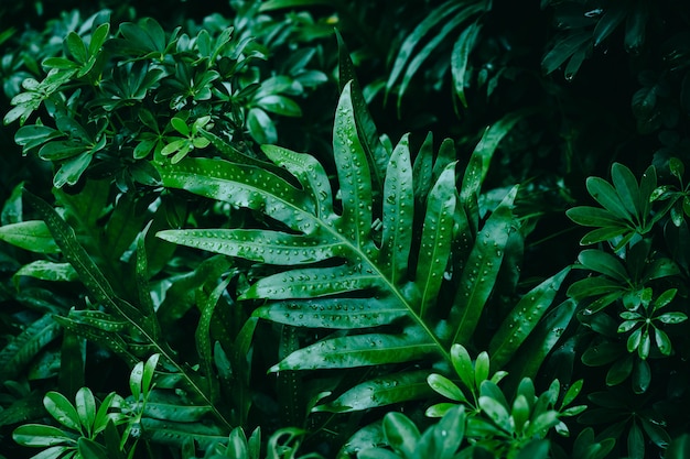 Foglie di felce sfondo di colore tropicale