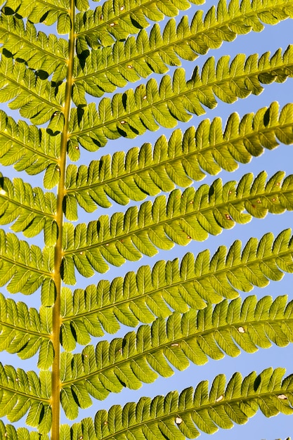 Foglie di felce verde alla luce del sole, pianta di felce nella foresta in estate