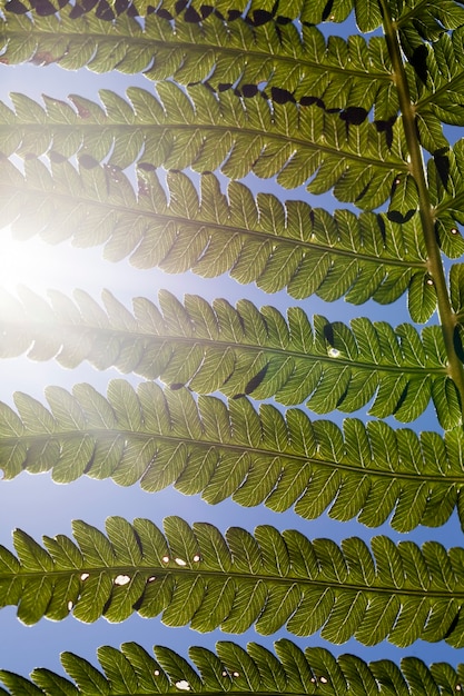 Foglie di felce verde alla luce del sole, pianta di felce nella foresta in estate