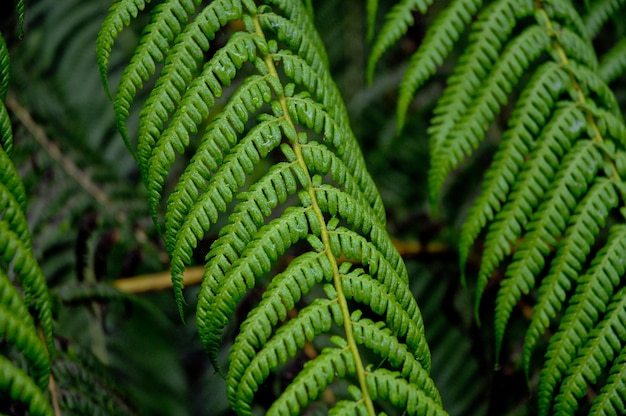 Foglie di felce verde bagnate