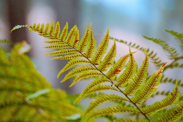 foglie di felce verde nella natura