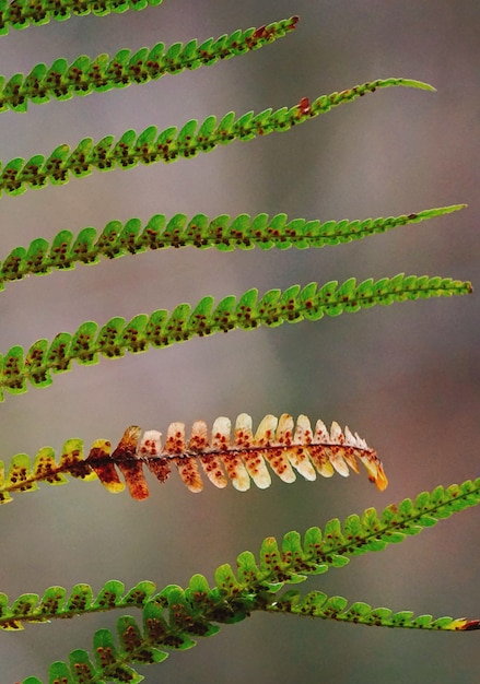 foglie di felce verde nella natura