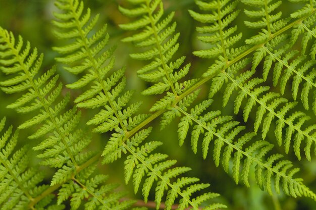 Foglie di felce verde nella trama di foglie selvatiche