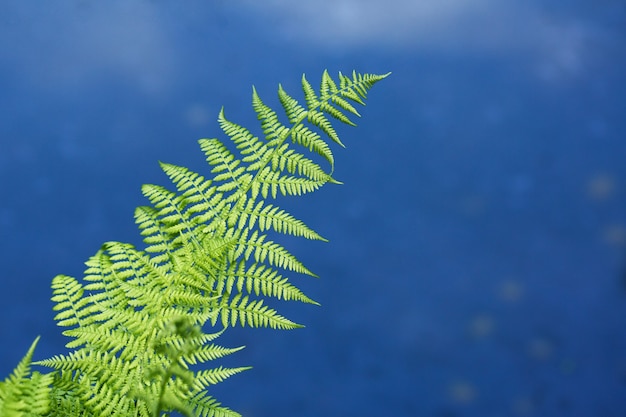 Foglie di felce verde sullo sfondo dell'acqua blu del lago