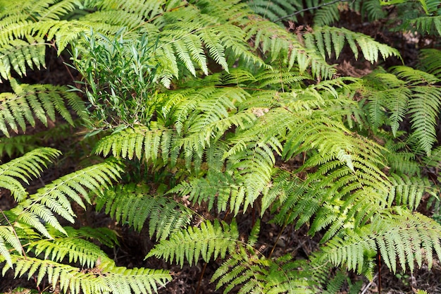 Foglie di felce verdi in mezzo alla foresta