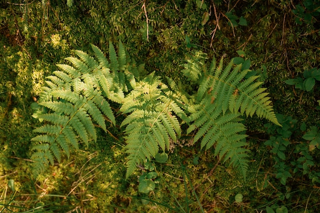 Foglie di felci fogliame verde Primo piano di bellissime felci in crescita nella foresta con luci solari