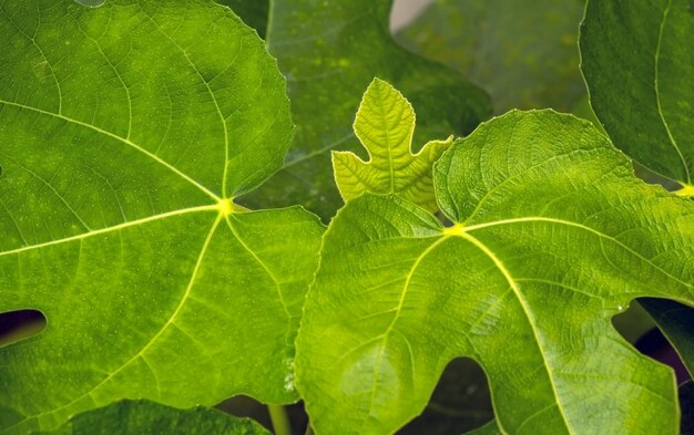 Foglie di fichi verdi (Ficus carica), frutti di stagno in una messa a fuoco poco profonda