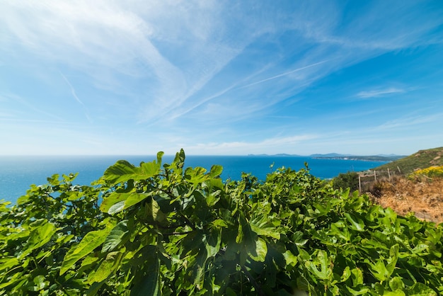 Foglie di fico sulla riva