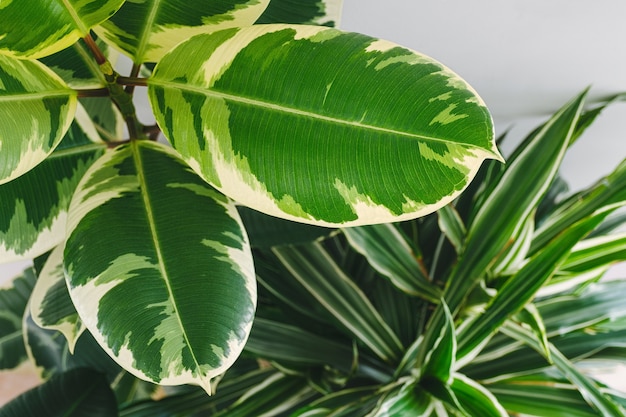 Foglie di ficus da vicino sullo sfondo