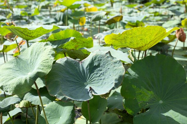 Foglie di fiore di loto nello stagno