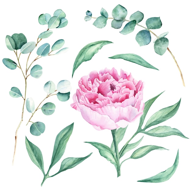 Foglie di fiori di peonia rosa dell'acquerello e illustrazione botanica disegnata a mano di rami di eucalipto