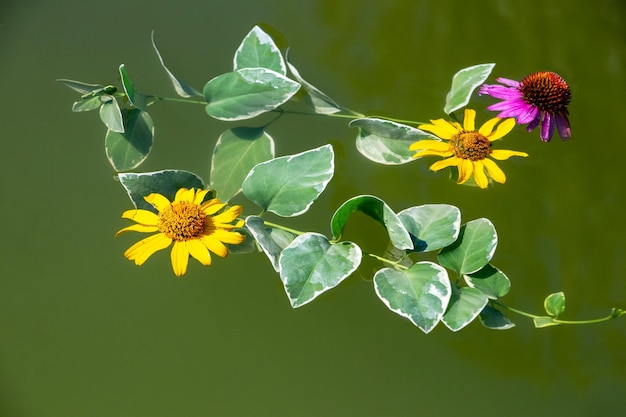 Foglie di fiori gialli e rosa sulla superficie dell'acqua nello stagno in occasione del rito del battesimo