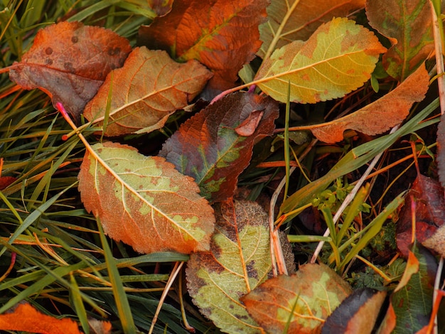 Foglie di foresta cadute a terra Foglie autunnali ovunque sulla terra