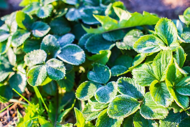 Foglie di fragola ricoperte di brina in una fredda mattina autunnale in giardino Bellissimo paesaggio naturale di campagna con un forte sfondo sfocato