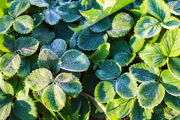 Foglie di fragola ricoperte di brina in una fredda mattina autunnale in giardino Bellissimo paesaggio naturale di campagna con un forte sfondo sfocato