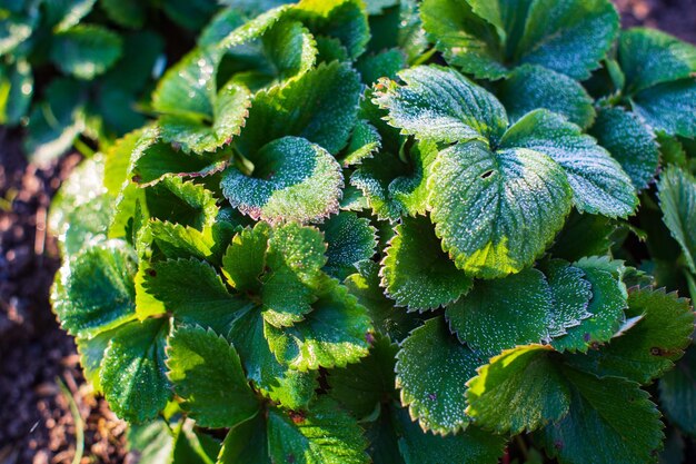 Foglie di fragola ricoperte di brina in una fredda mattina autunnale in giardino Bellissimo paesaggio naturale di campagna con un forte sfondo sfocato