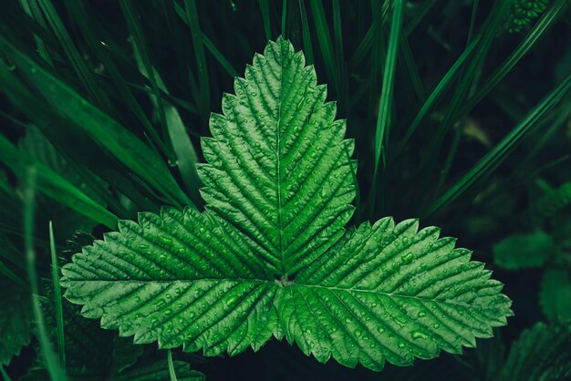 Foglie di fragola verde come sfondo Bella trama di foglie bagnate