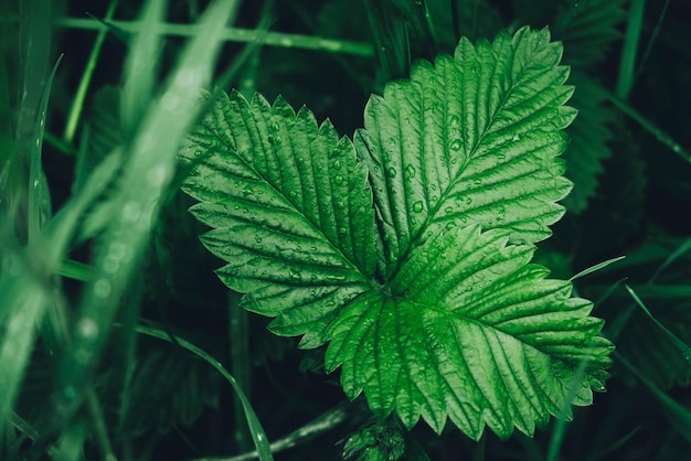 Foglie di fragola verde come sfondo Bella trama di foglie bagnate