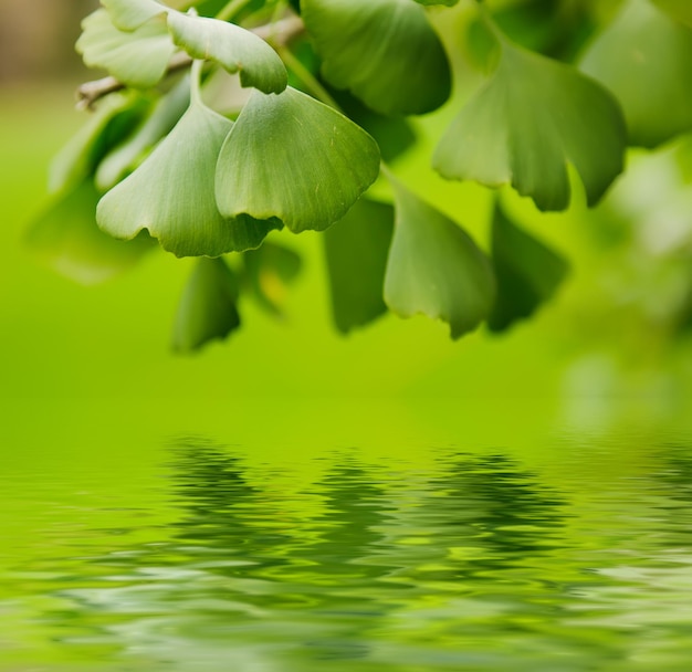 Foglie di Gingko Biloba