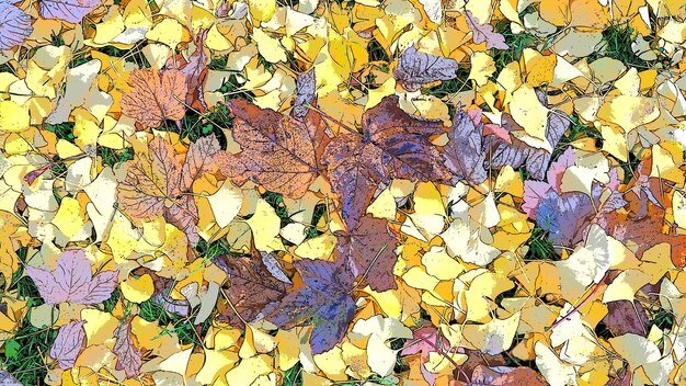 Foglie di ginkgo biloba e foglie d'acero sdraiate a terra Fogliame giallo marrone e bordeaux Ginkgo e acero Autunno nel parco cittadino o nella foresta Sfondo colorato sul tema dell'estate indiana