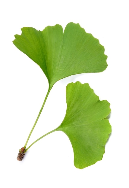 Foglie di ginkgo biloba isolate su bianco