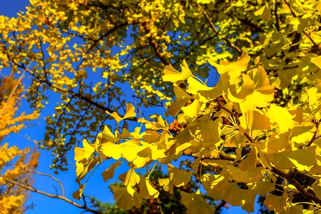 foglie di ginkgo giallo