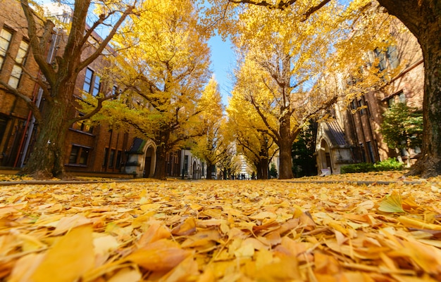 Foglie di ginkgo su strada, stagione autunnale in giappone