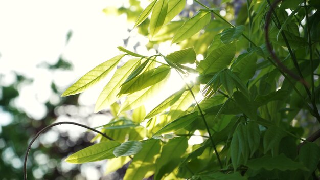 Foglie di glicine giapponese Primo piano le foglie di glicine verde ondeggiano su un ramo contro il cielo in un giardino primaverile di una giornata di sole