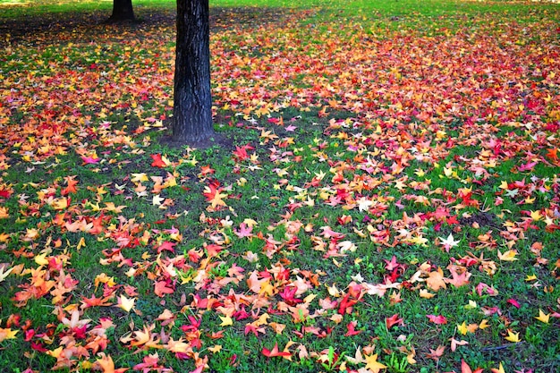 Foglie di gomma dolce americana Liquidambar styraciflua a terra in un parco in autunno