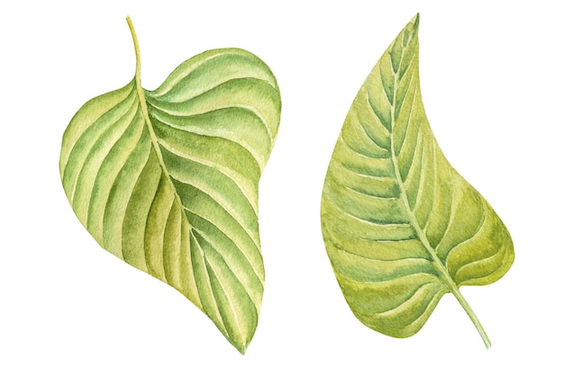 Foglie di hosta Illustrazione disegnata a mano acquerello isolata su sfondo bianco