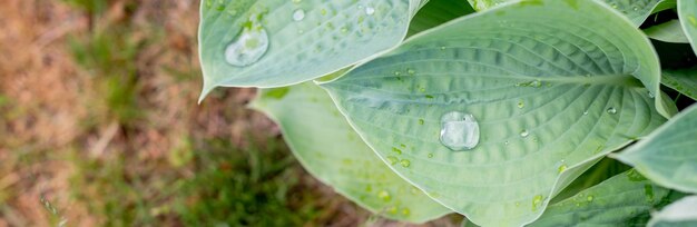 Foglie di Hosta ricoperte di gocce d'acqua sfondo verde naturaleGocce di pioggia su foglie verdi