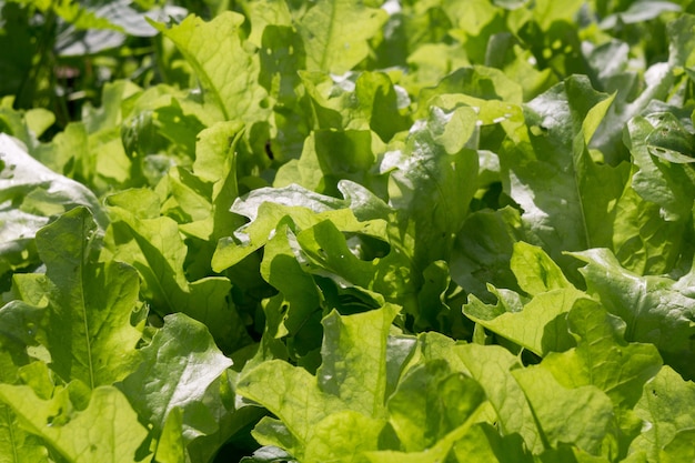 Foglie di insalata fresca