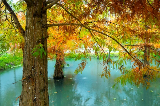 Foglie di larice del lago autunnale che diventano rosse