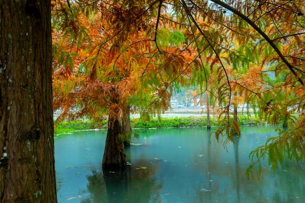 Foglie di larice del lago autunnale che diventano rosse