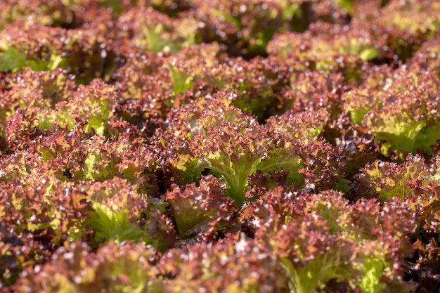 Foglie di lattuga fresca di quercia rossa, fattoria di coltura idroponica di verdure insalate