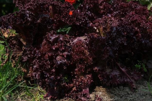 Foglie di lattuga la rosa mature croccanti sul letto del giardino